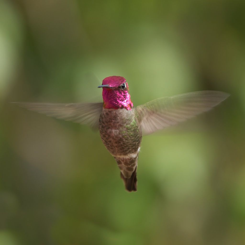 Hummingbirds from backyards and beyond